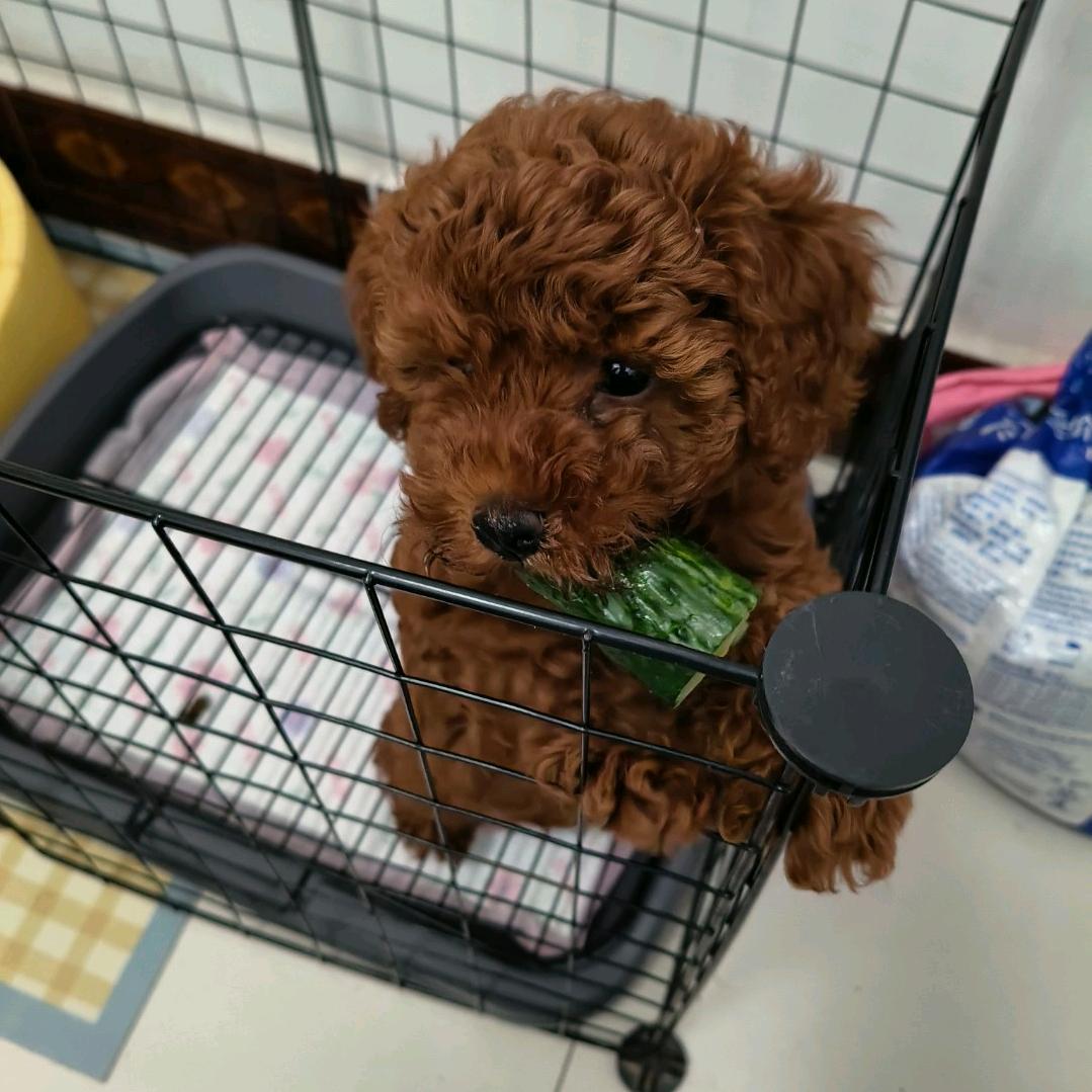 肉肉#小泰迪妹妹