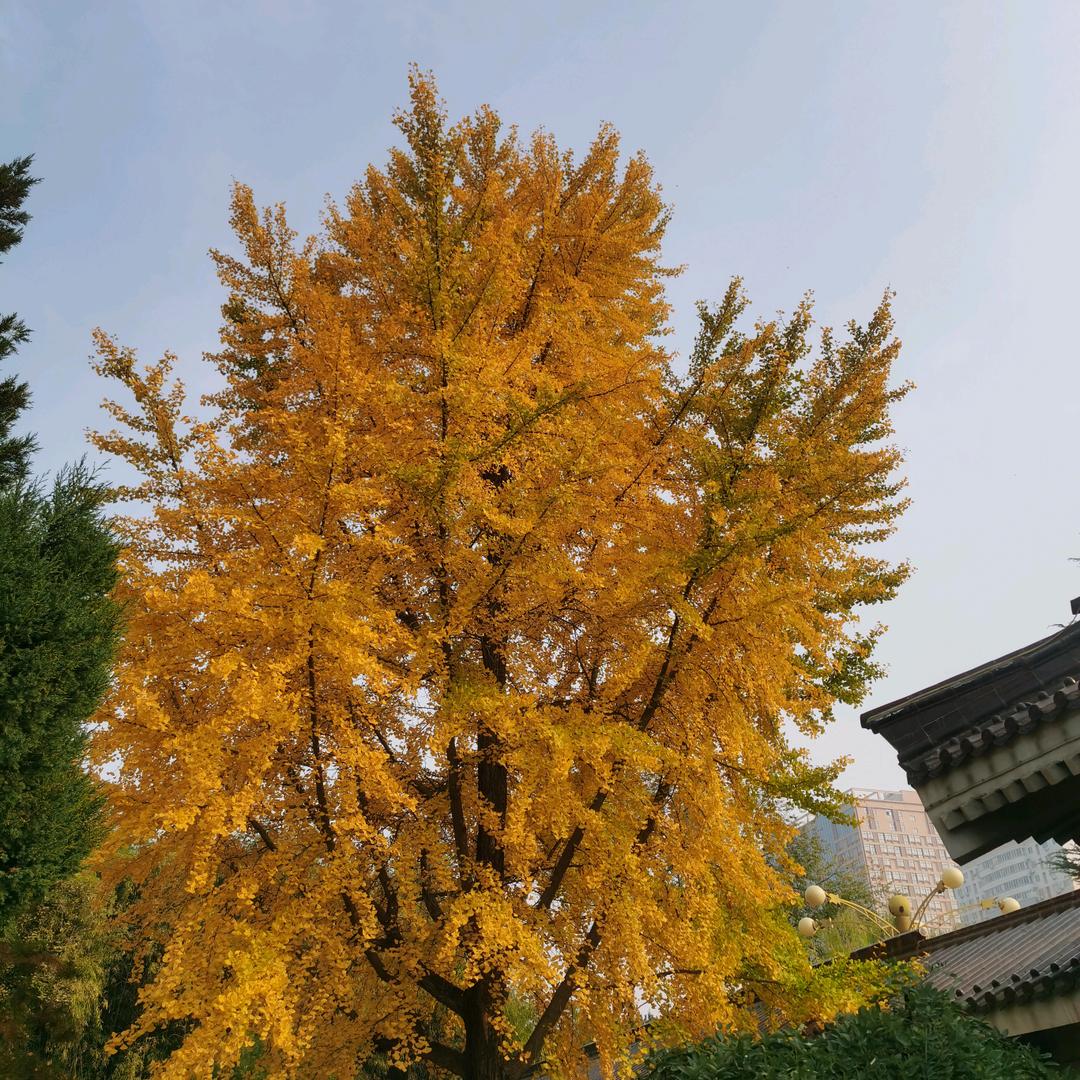 既见白鹿，好运连连