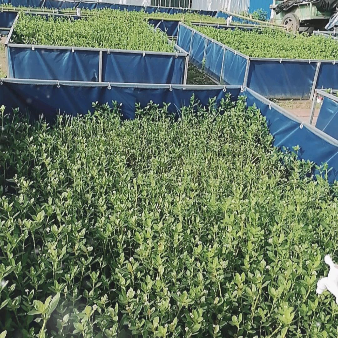 黄鳝分享🧡首播