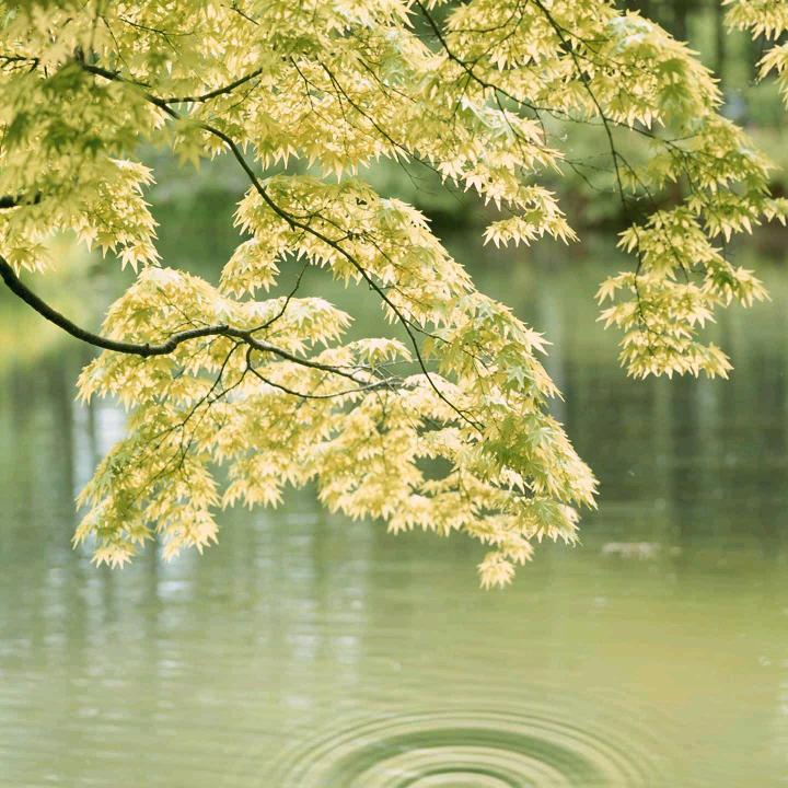 辉