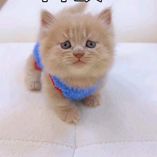 用户895246424632