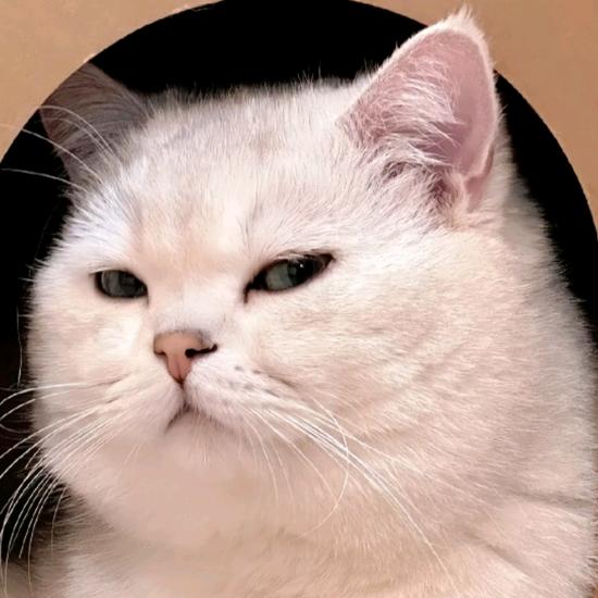 猫耳片库