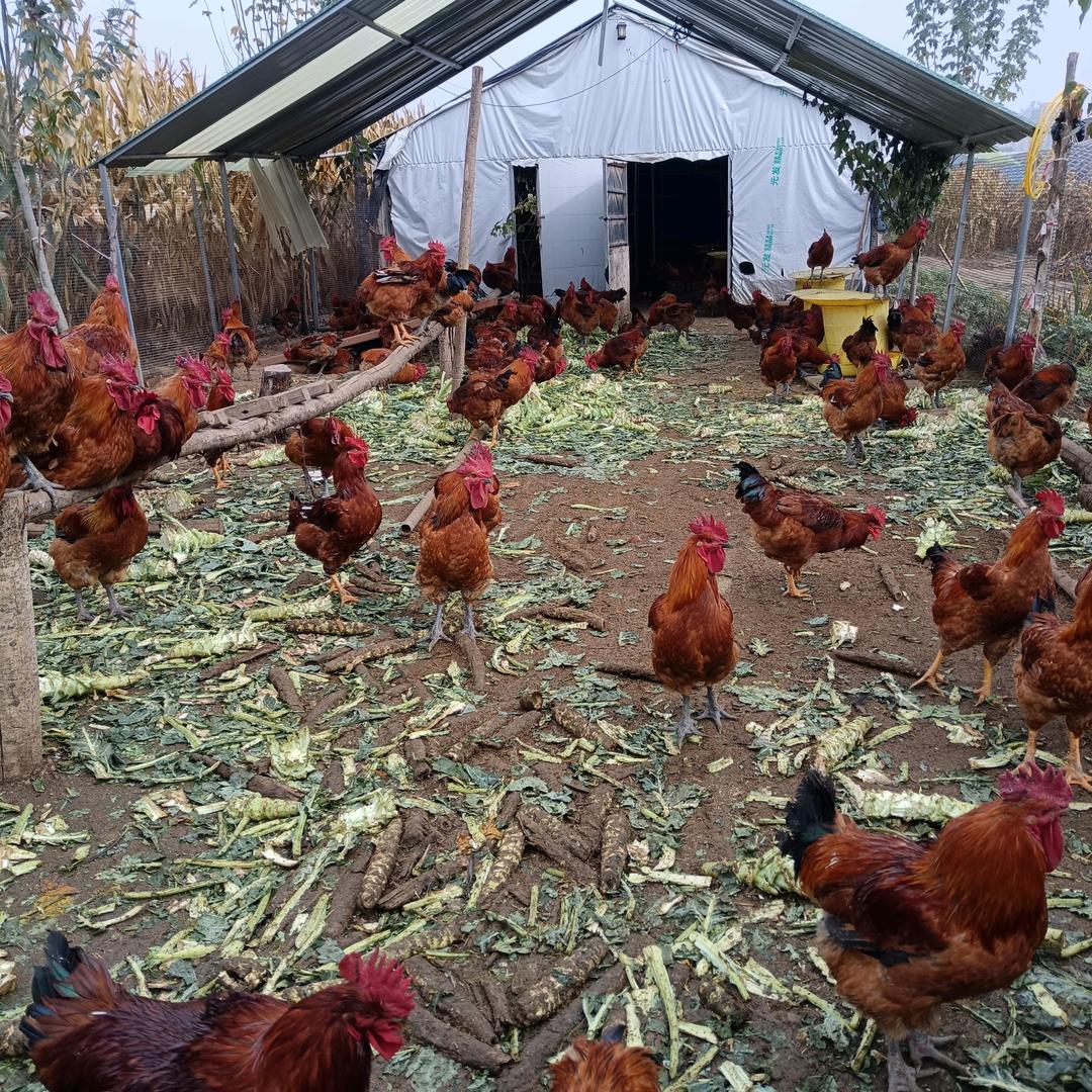 静宁县惠生种养殖农场