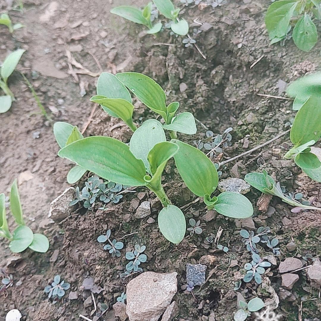 黄瓜炒蛋如聚聚故居发