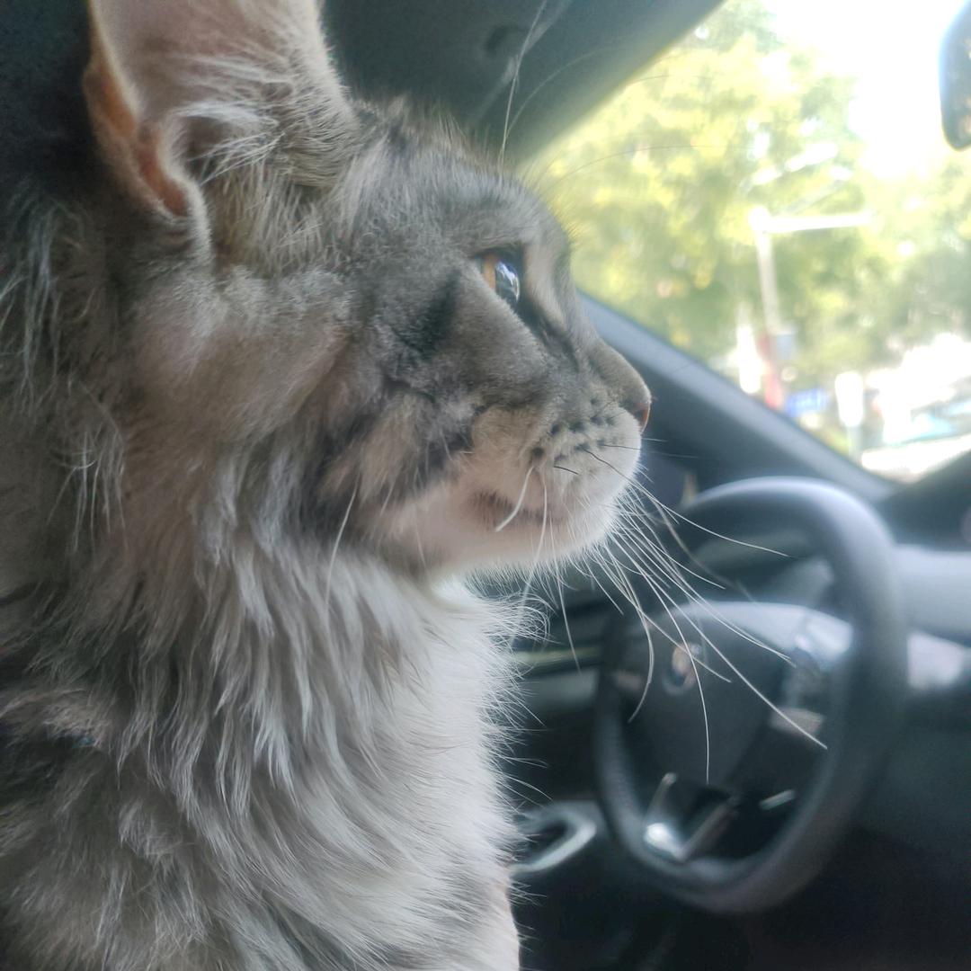七月是只喵🐈