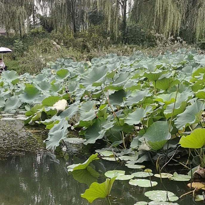 锦源坚果零食小铺