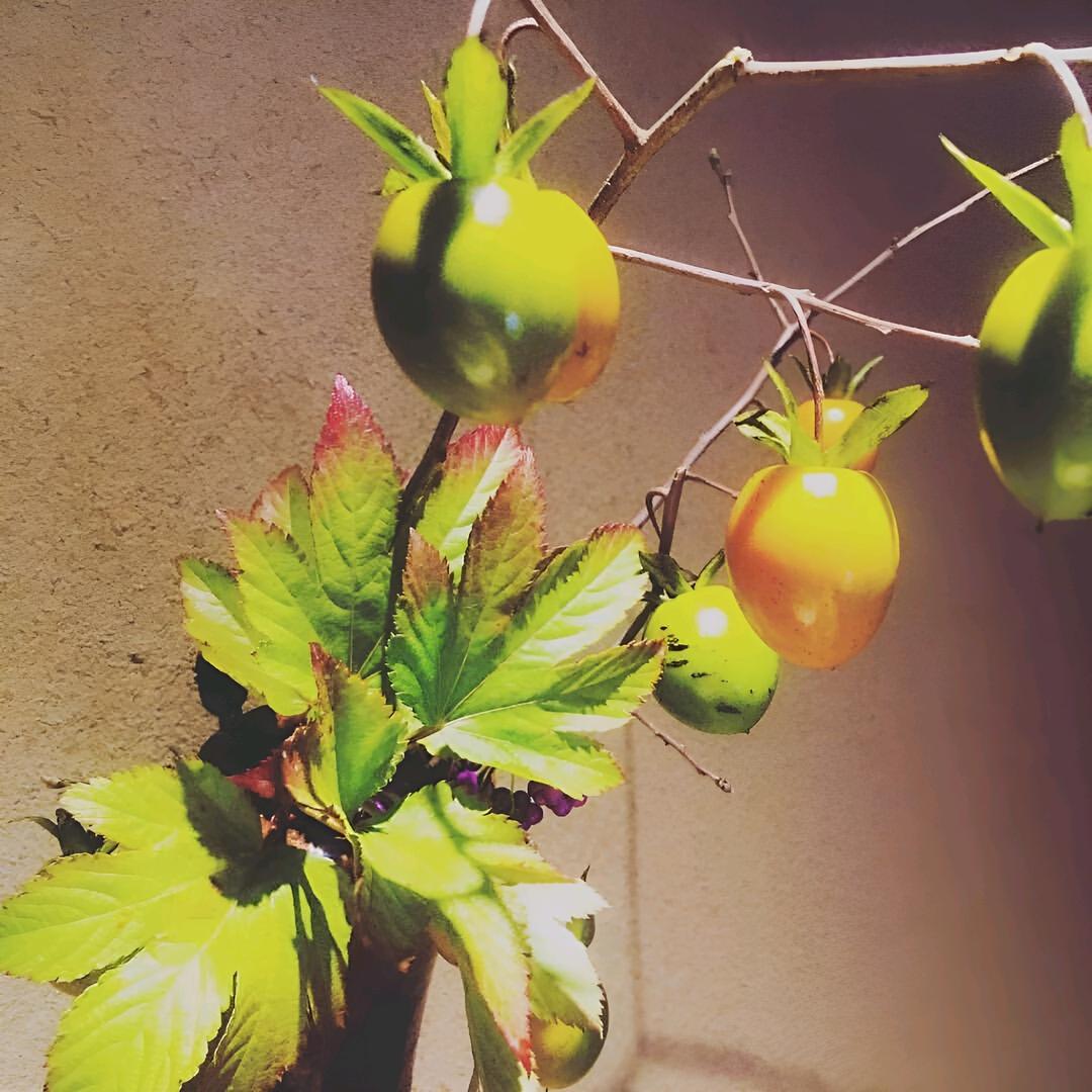 青枝盆景工作室