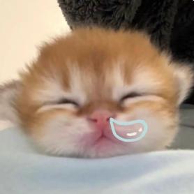 🍙🍙🍙
