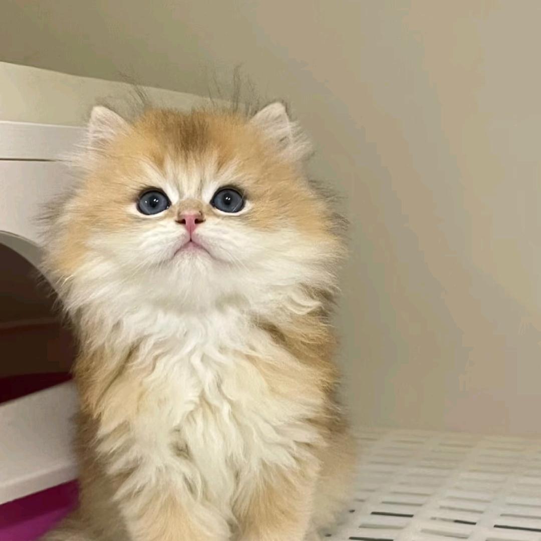 一只慧宝ৎ୭˗ˋˏ♡ˎˊ˗
