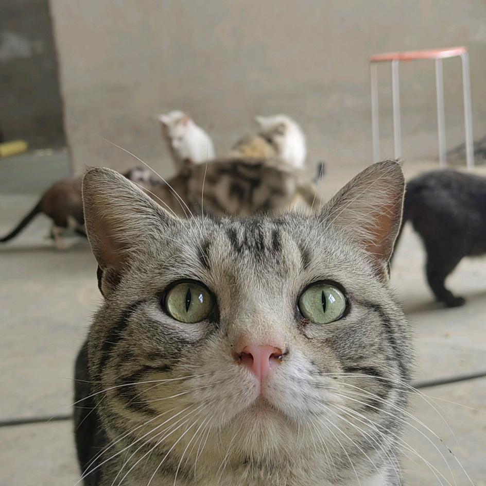 流浪猫咪的乌托邦