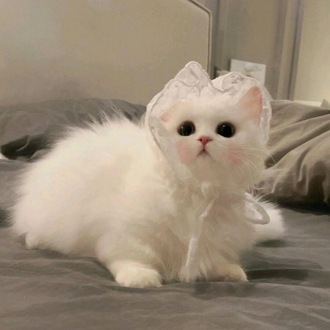 子衿
