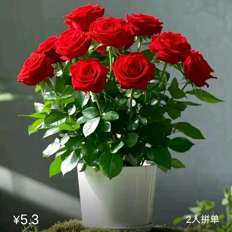 🌺不是所有的相遇🐰都有结果🌺