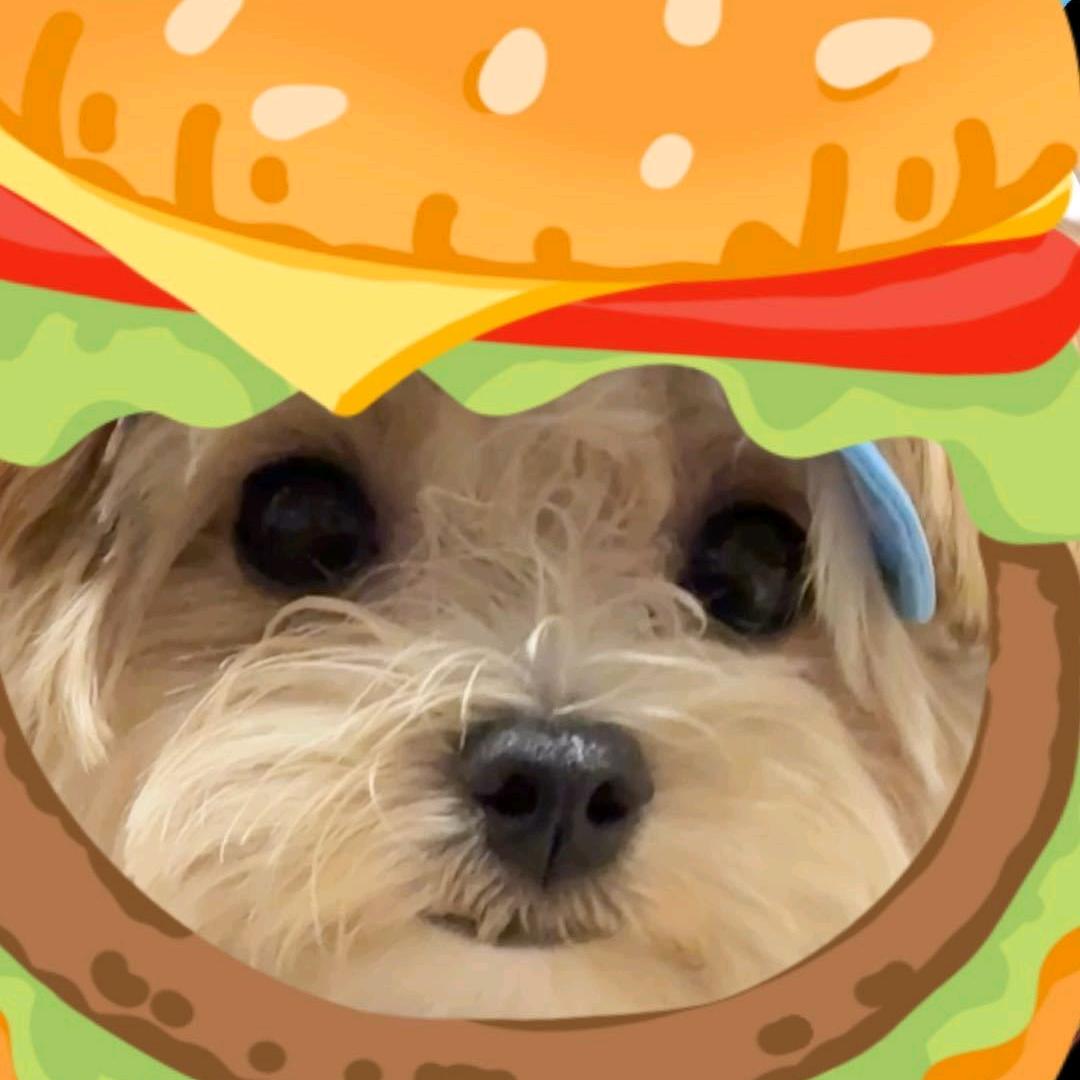 小杨子是影子🍔