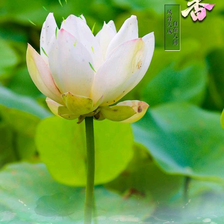 小跃