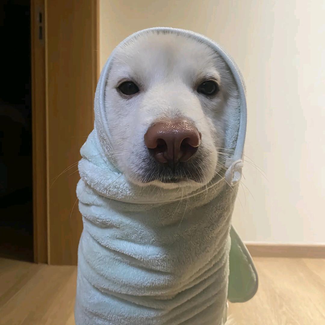 洋珂洋