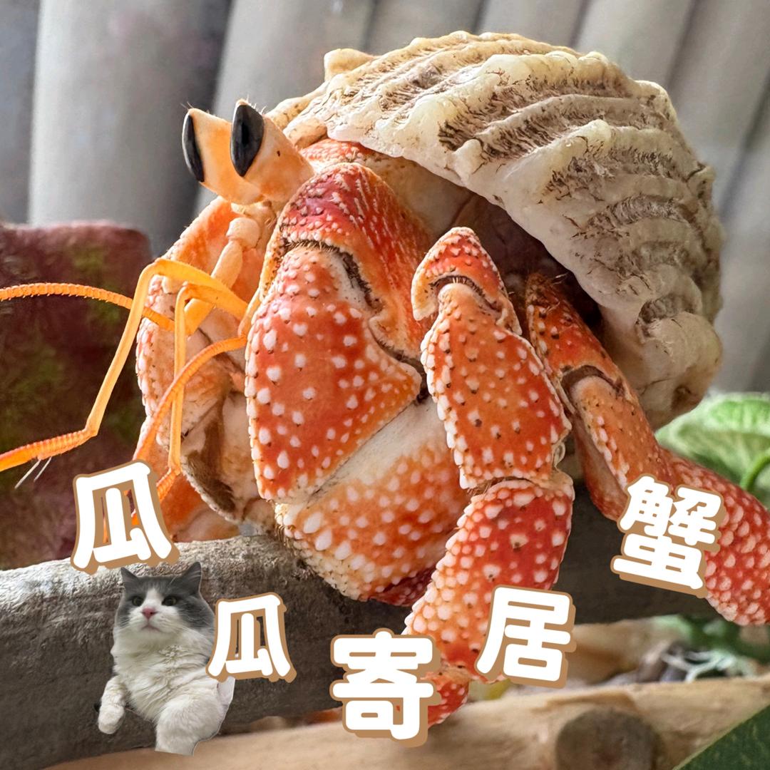 瓜瓜寄居蟹