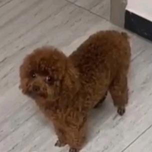 郸城县宠物狗