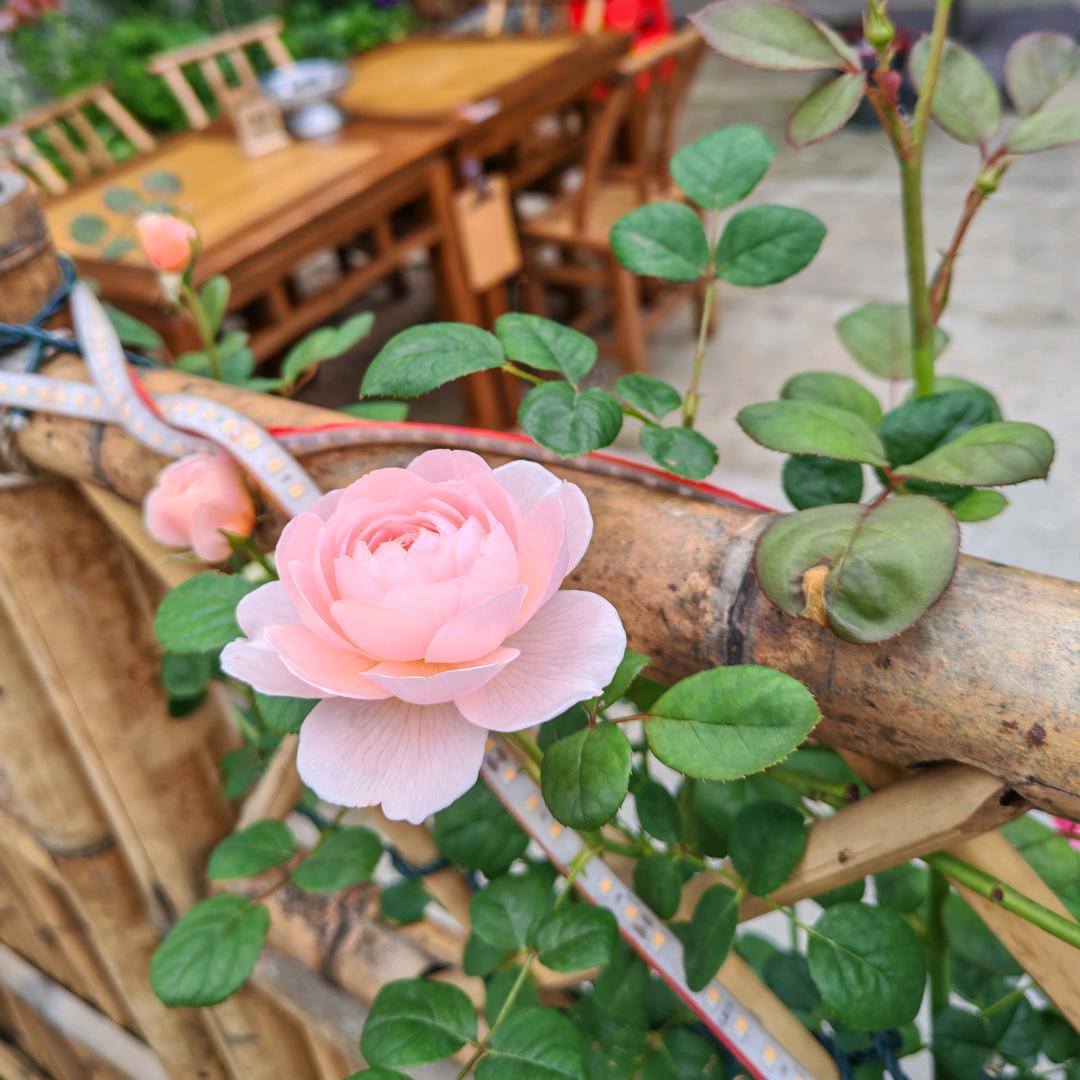 四季花城