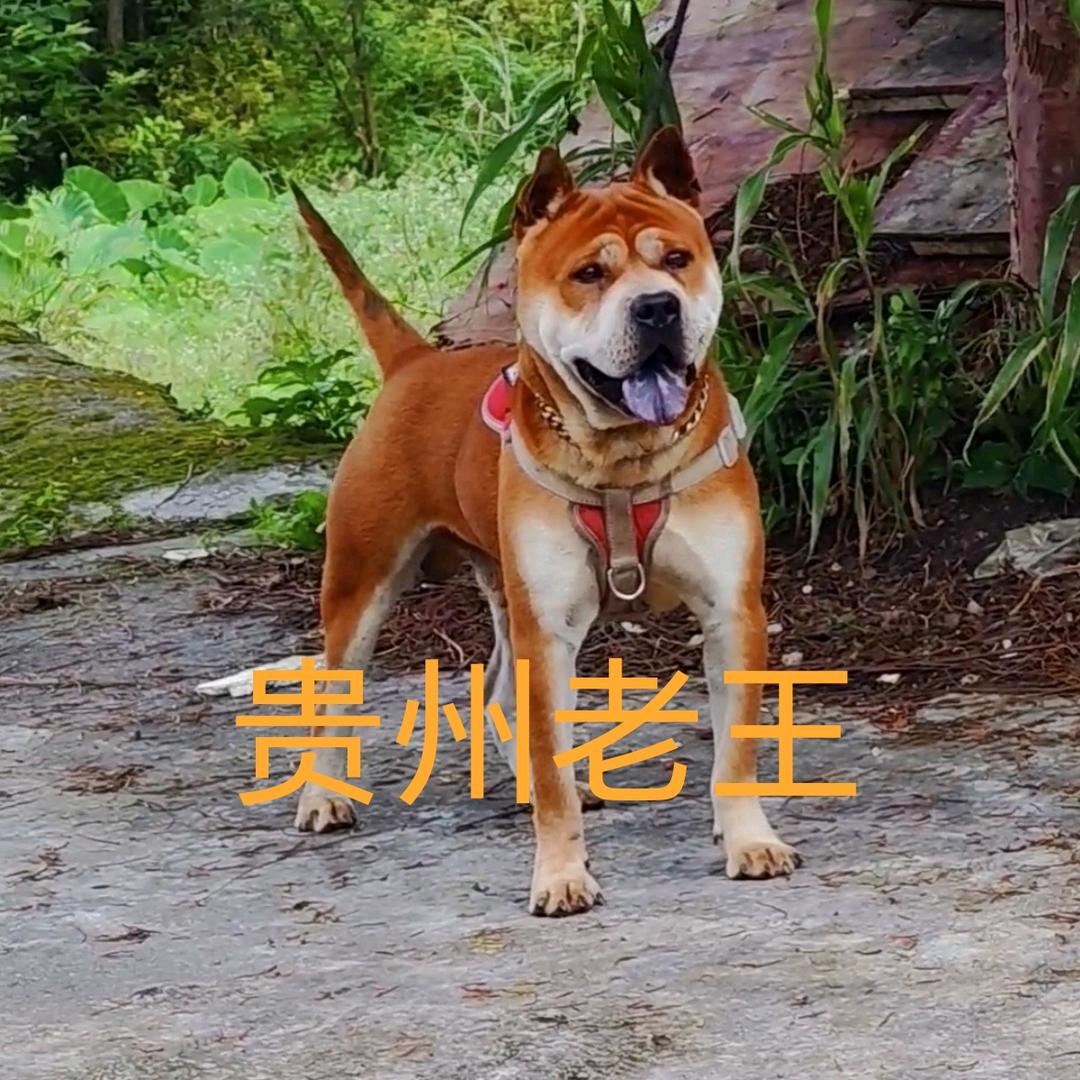 贵州东方犬业(小号)