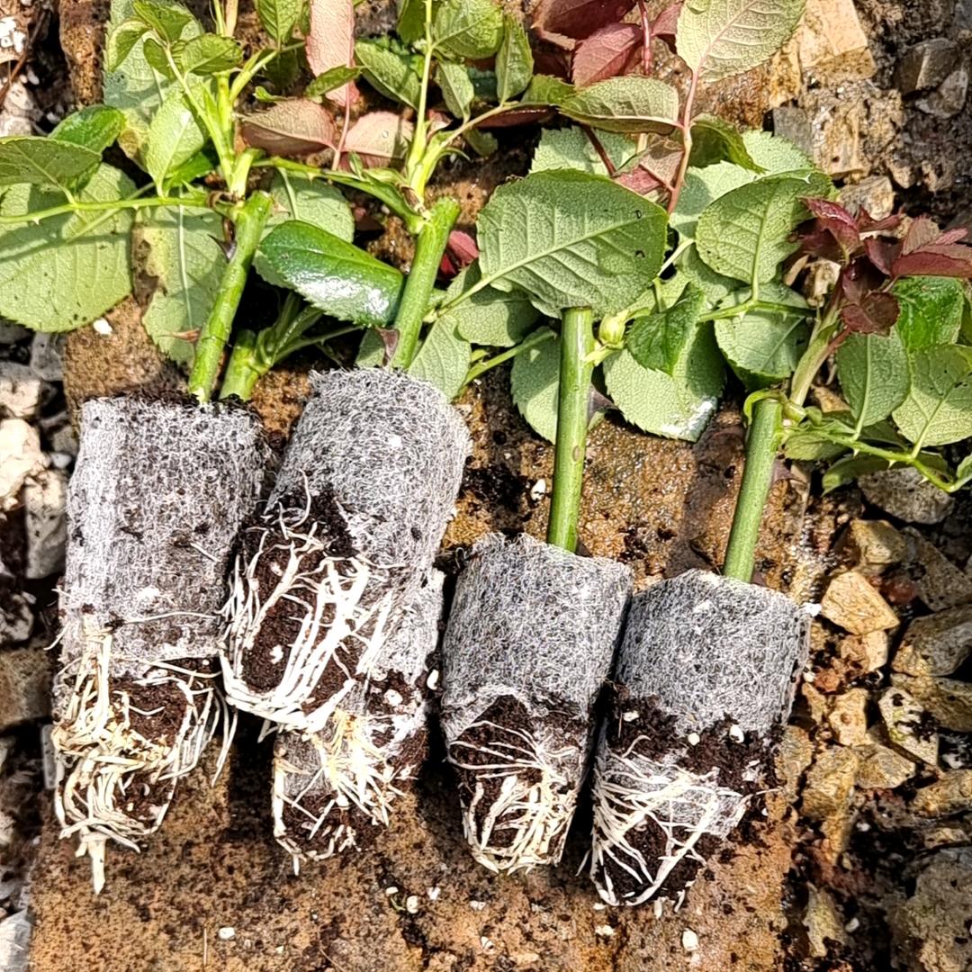 张景惠，专业新育苗基地工人派遣挖玫瑰老桩