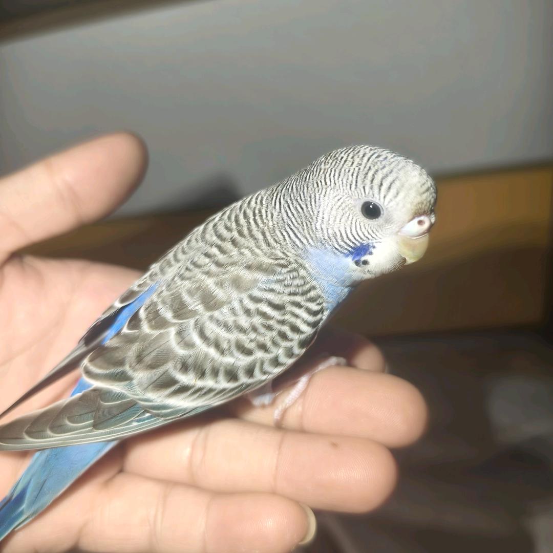 爱迟到的小强哥