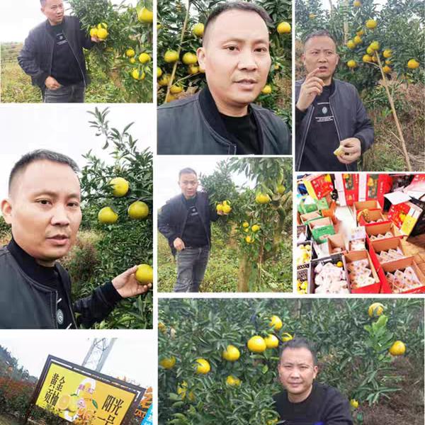 穿山丁~阳光一号和阿蜜哒_麻阳锦蜜冰糖橙