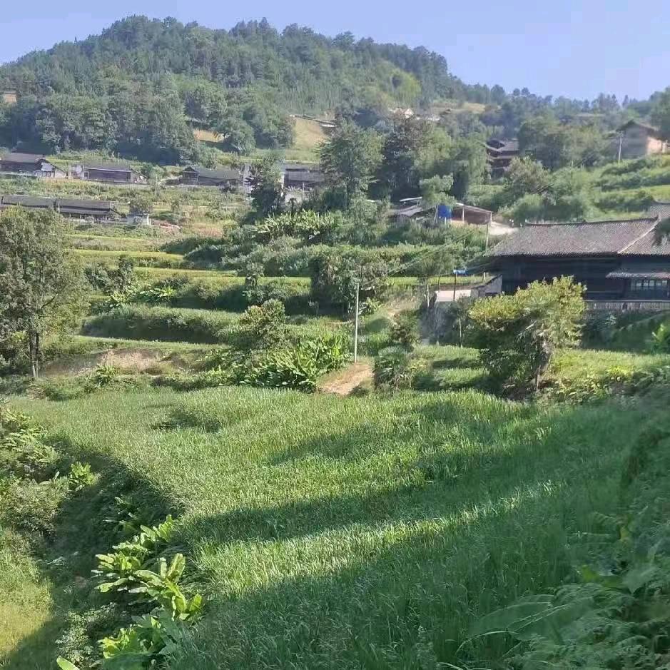 农村草草