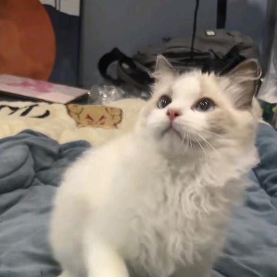 三角洲直播专属号