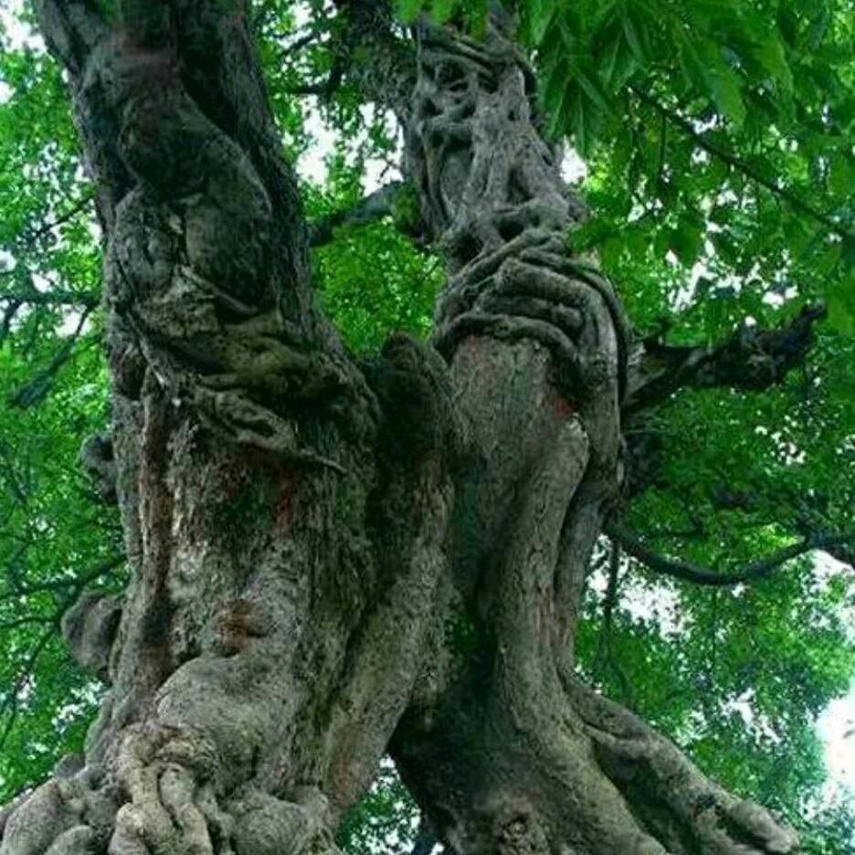 无名哥