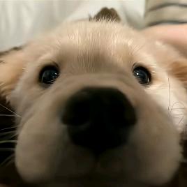 -🐽-
