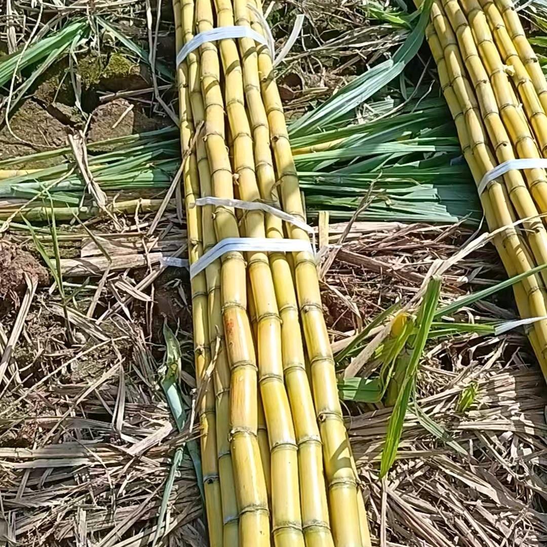 涛仔
