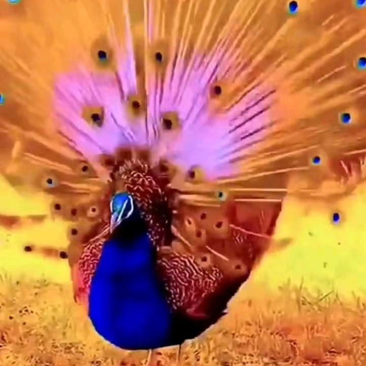 幸福