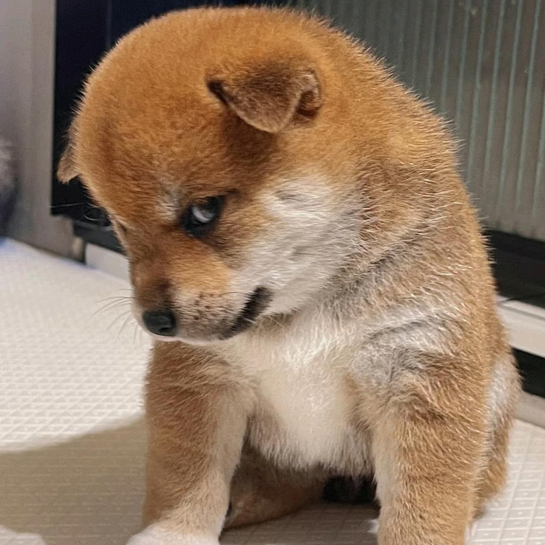 名优边牧(买🐶斯)