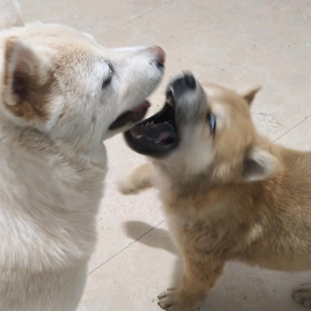 土狗七千