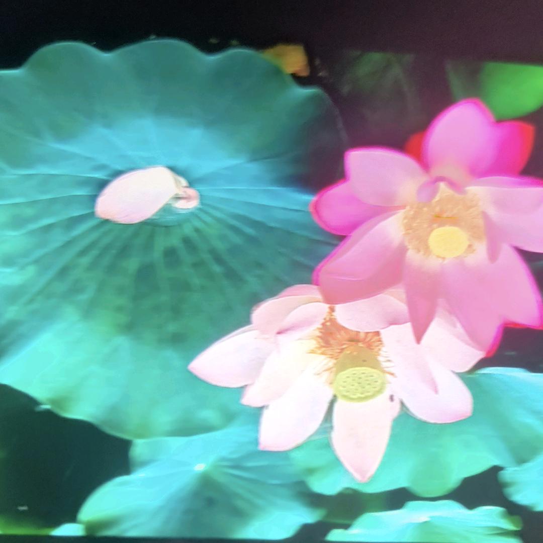 金枝玉叶