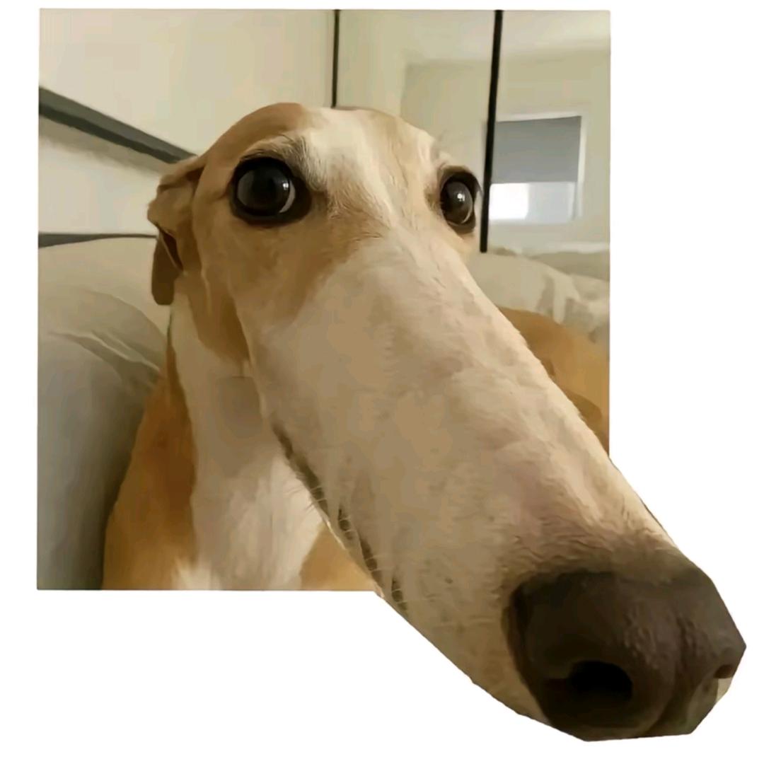 王王碎冰冰