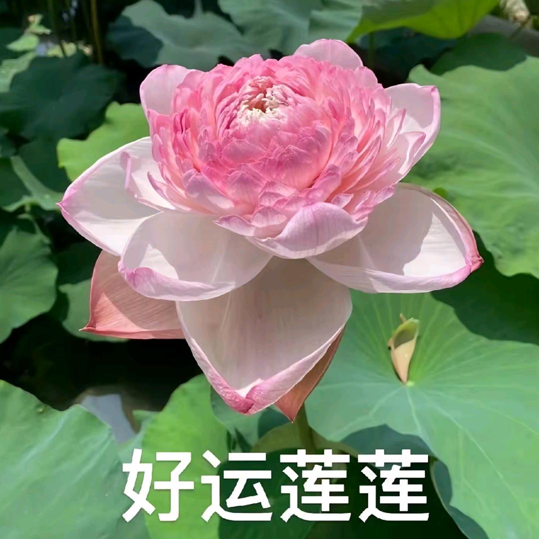 性感麻辣大蟑螂