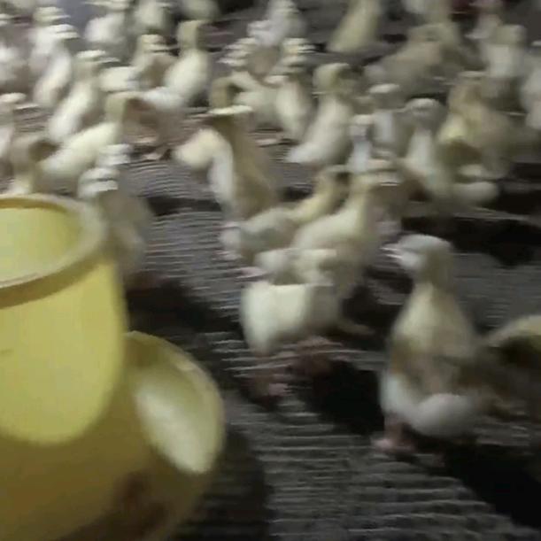 家禽，专家，讲课