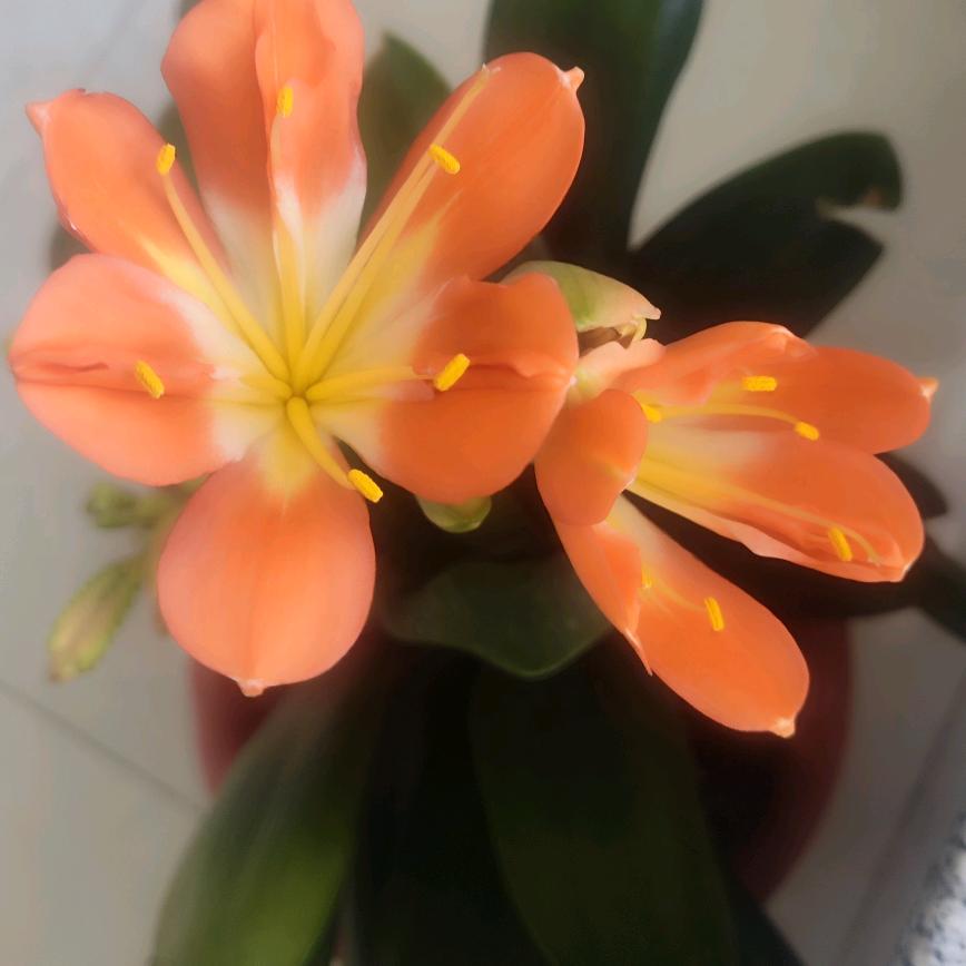 一生的承诺！……衣