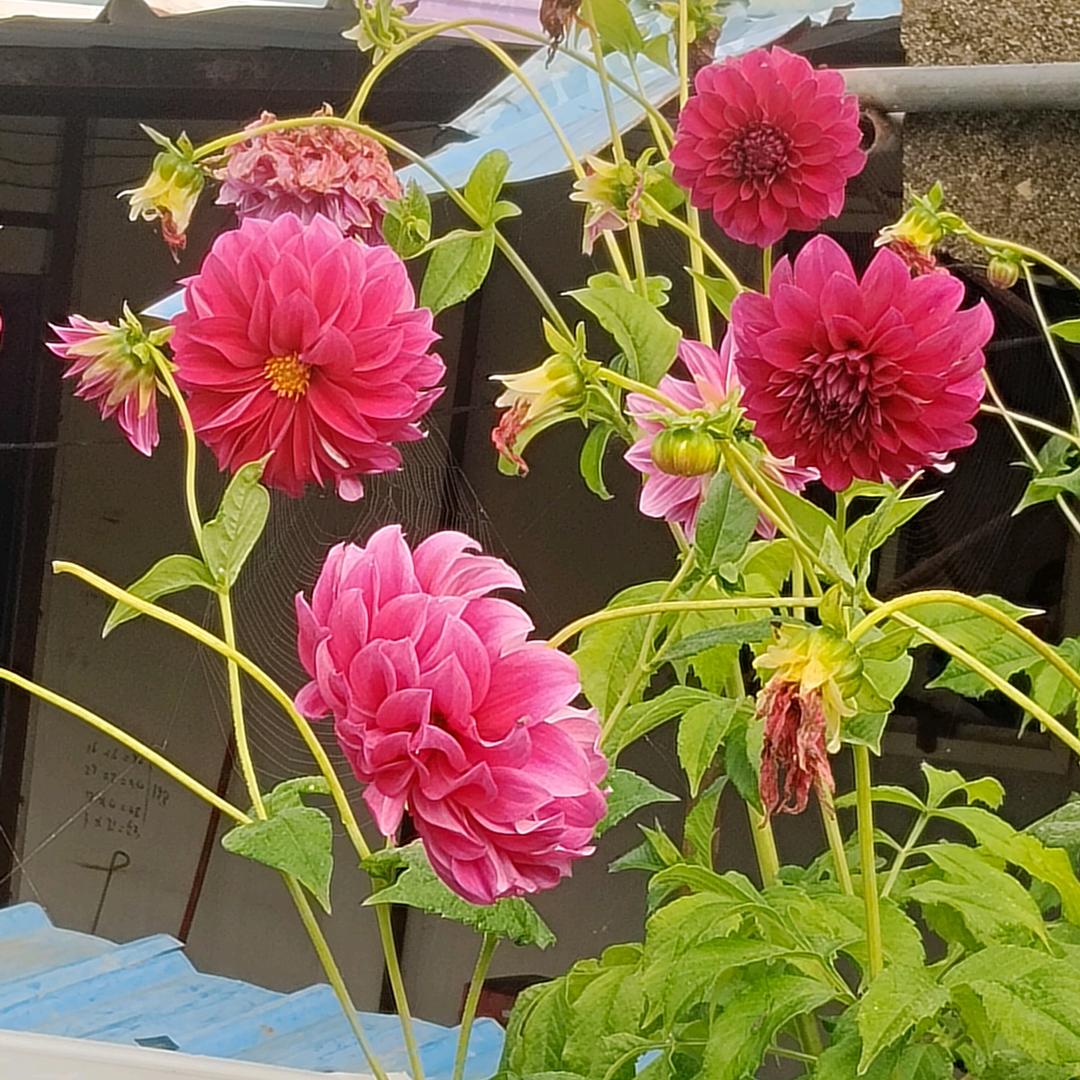 老