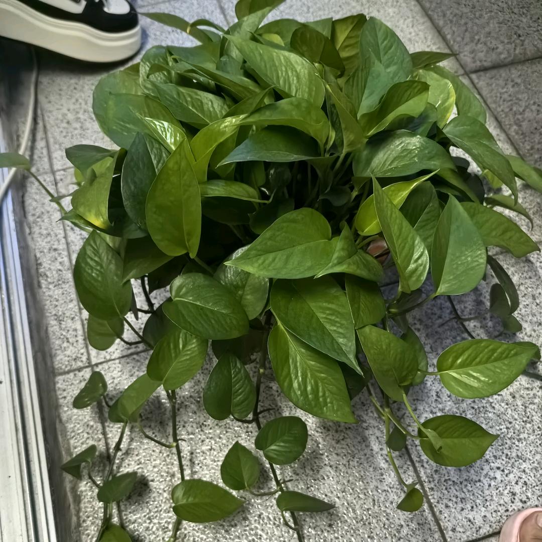 ༺ᥫᩣༀൢ起点🌹ༀད