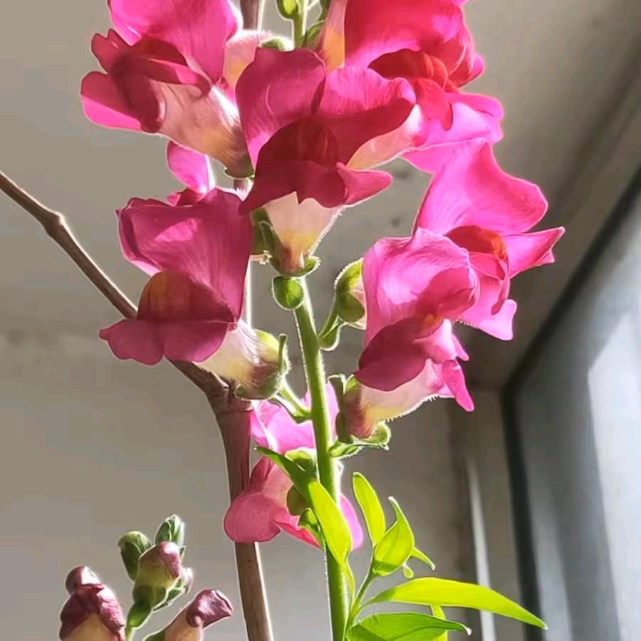 我❤️大迷糊💔