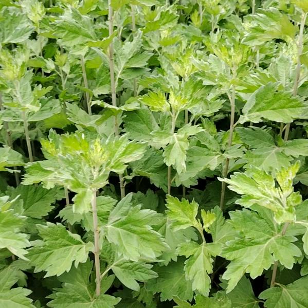 胡老太保养膝盖