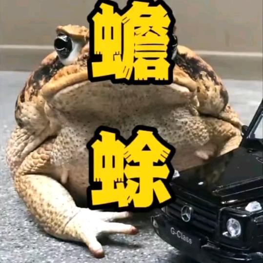 (千亩 )蟾蜍养殖基地