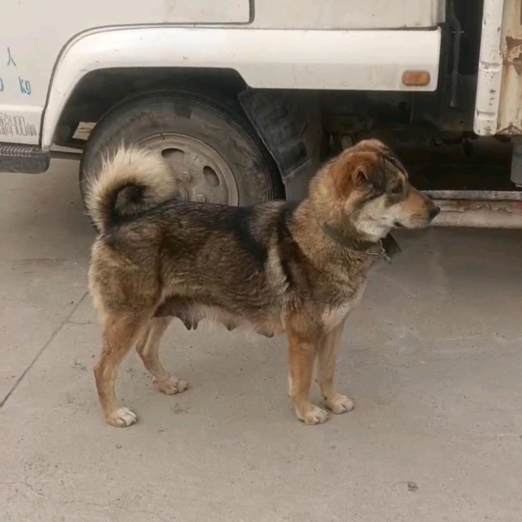 太行山犬爱好者☞狼族