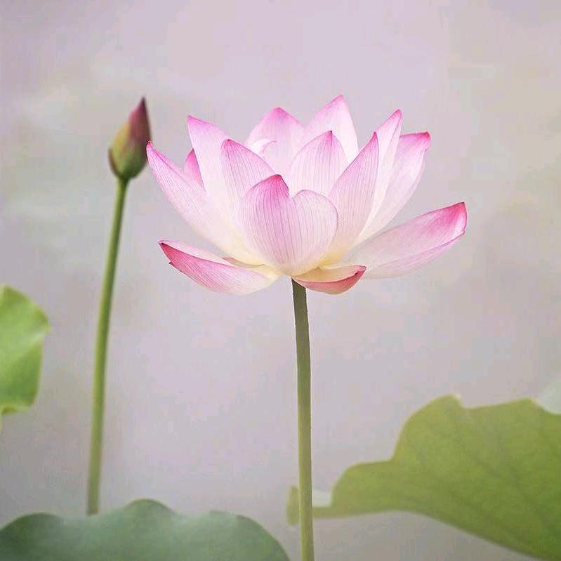 珍行者Zhuzu