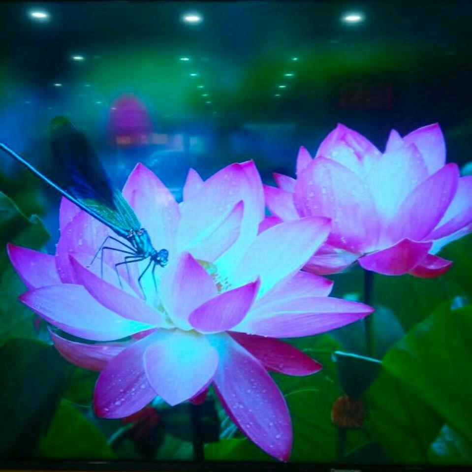 冬雨迷离
