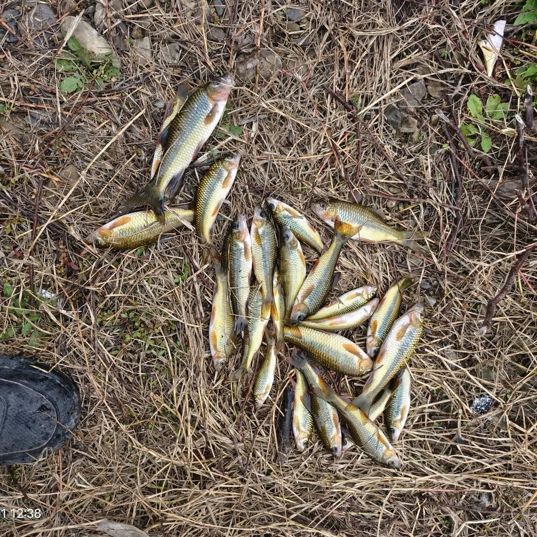 野钓研究生