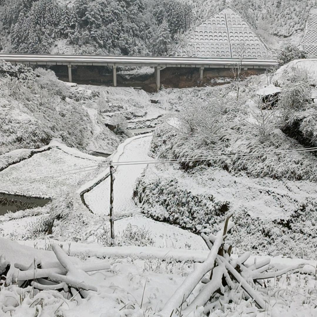小龙
