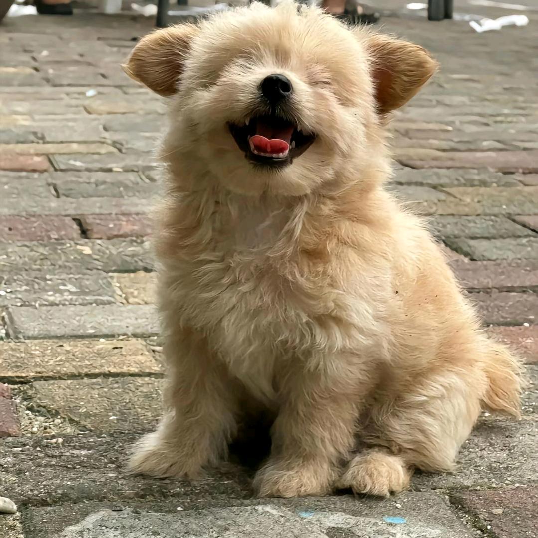 毛孩子们聚爱之地